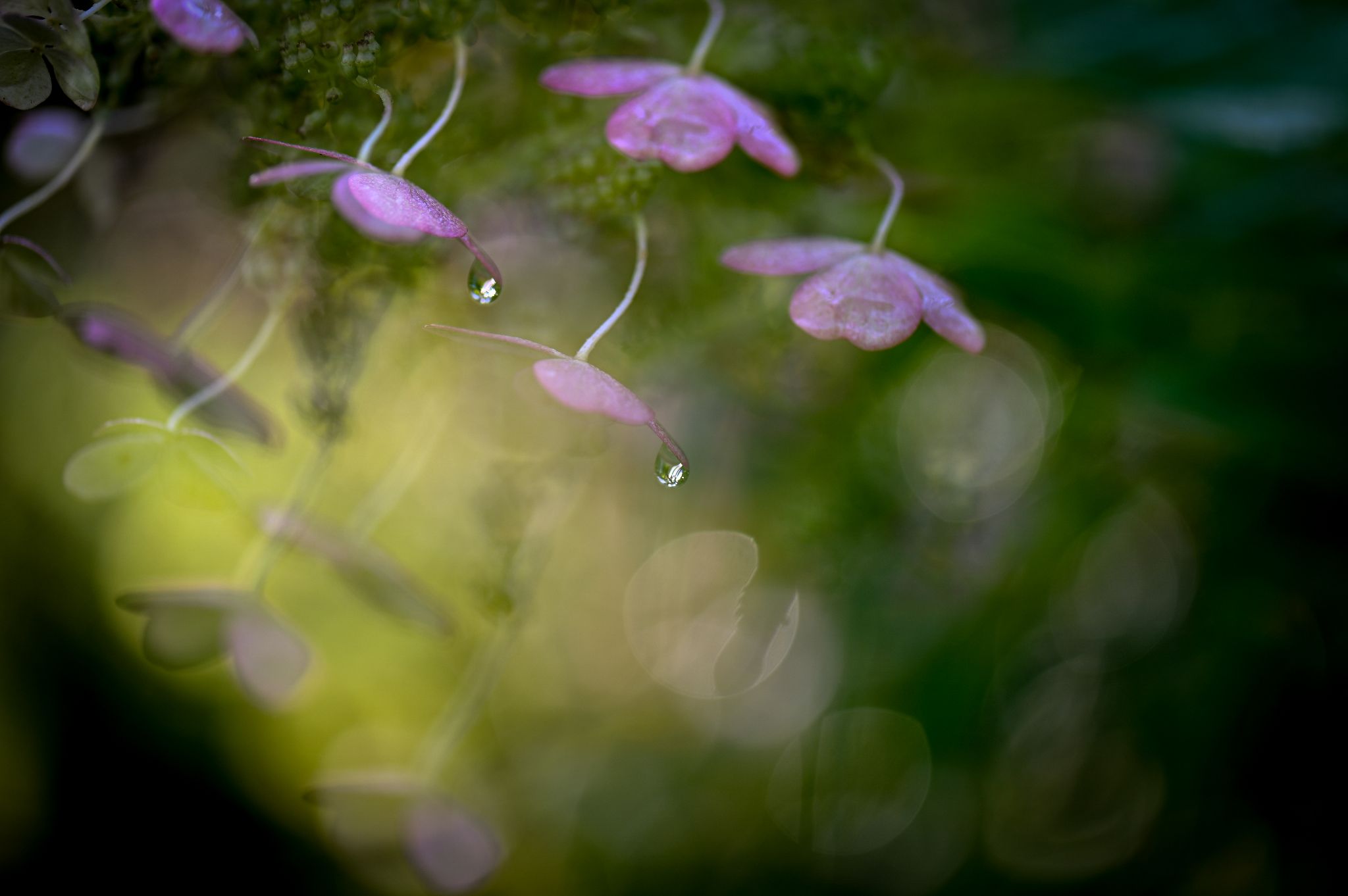 Hortensie im Regen